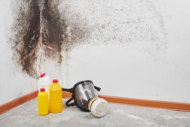 Best Basement Mold Remediation in Elwood, NY