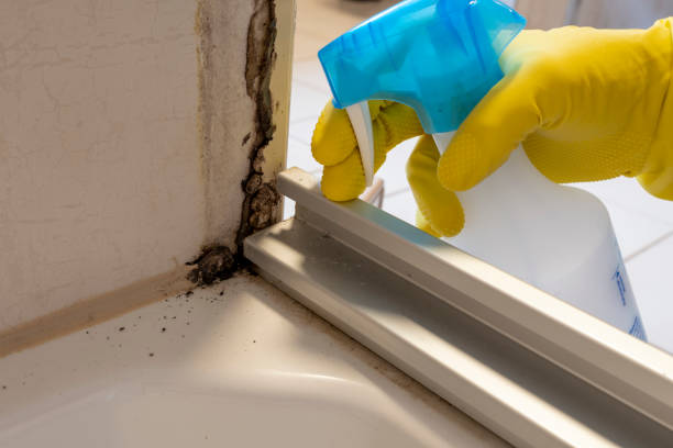 Best Mold Testing and Inspection Services in Elwood, NY